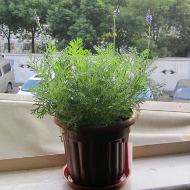 薰衣草盆栽 陽臺喜陽光充足環境 凈化空氣美觀盆景